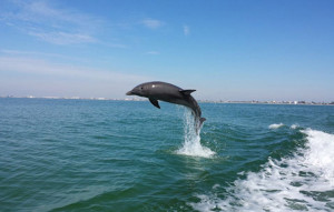 dolphin cruise