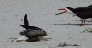 Black Skimmers found dead on St. Pete Beach