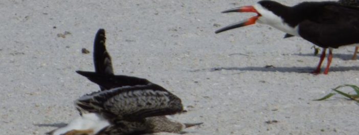 Black Skimmers found dead on St. Pete Beach