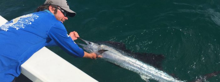 St. Pete Beach Sailfish