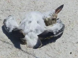 Sewage Killing Seabirds